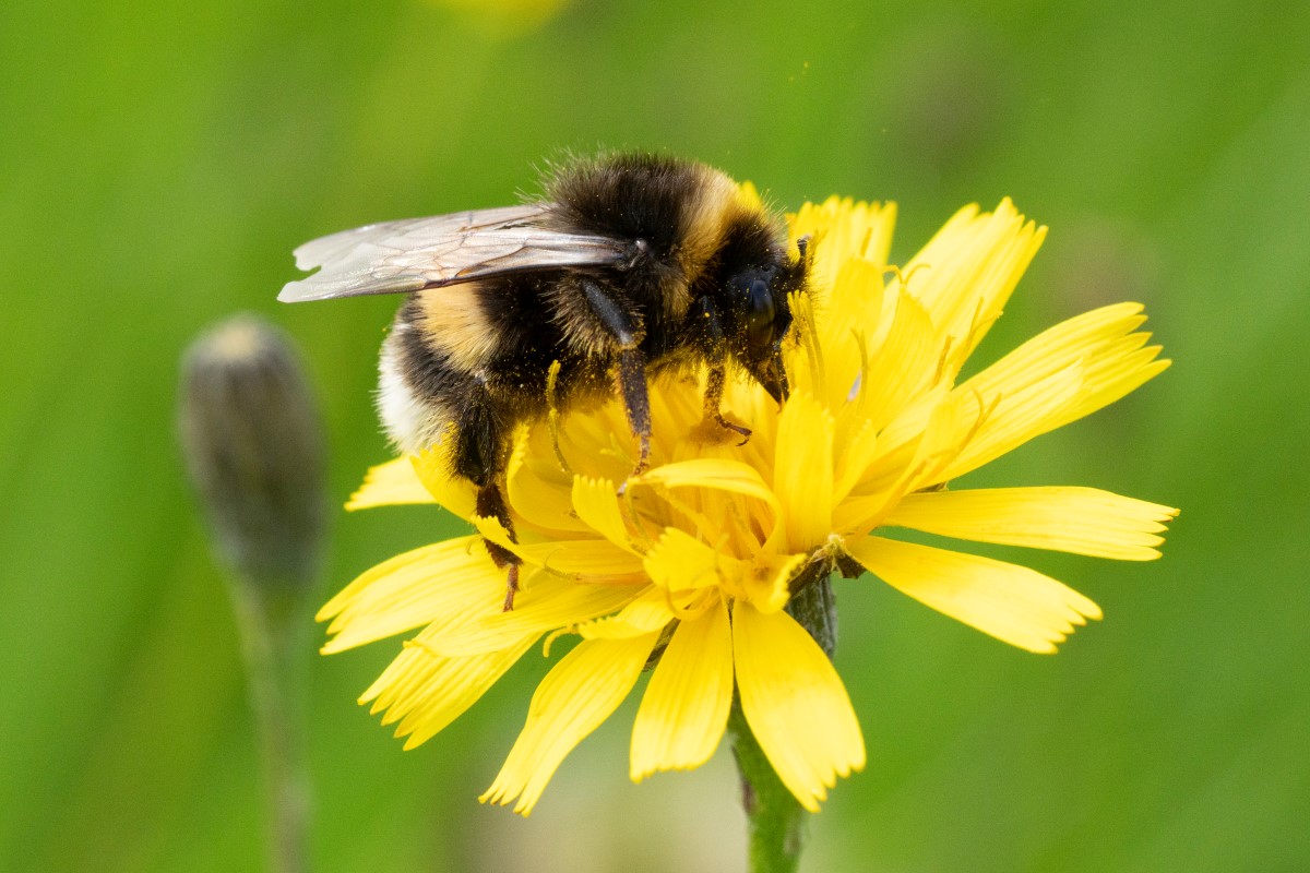 Bi der sidder på gul blomst