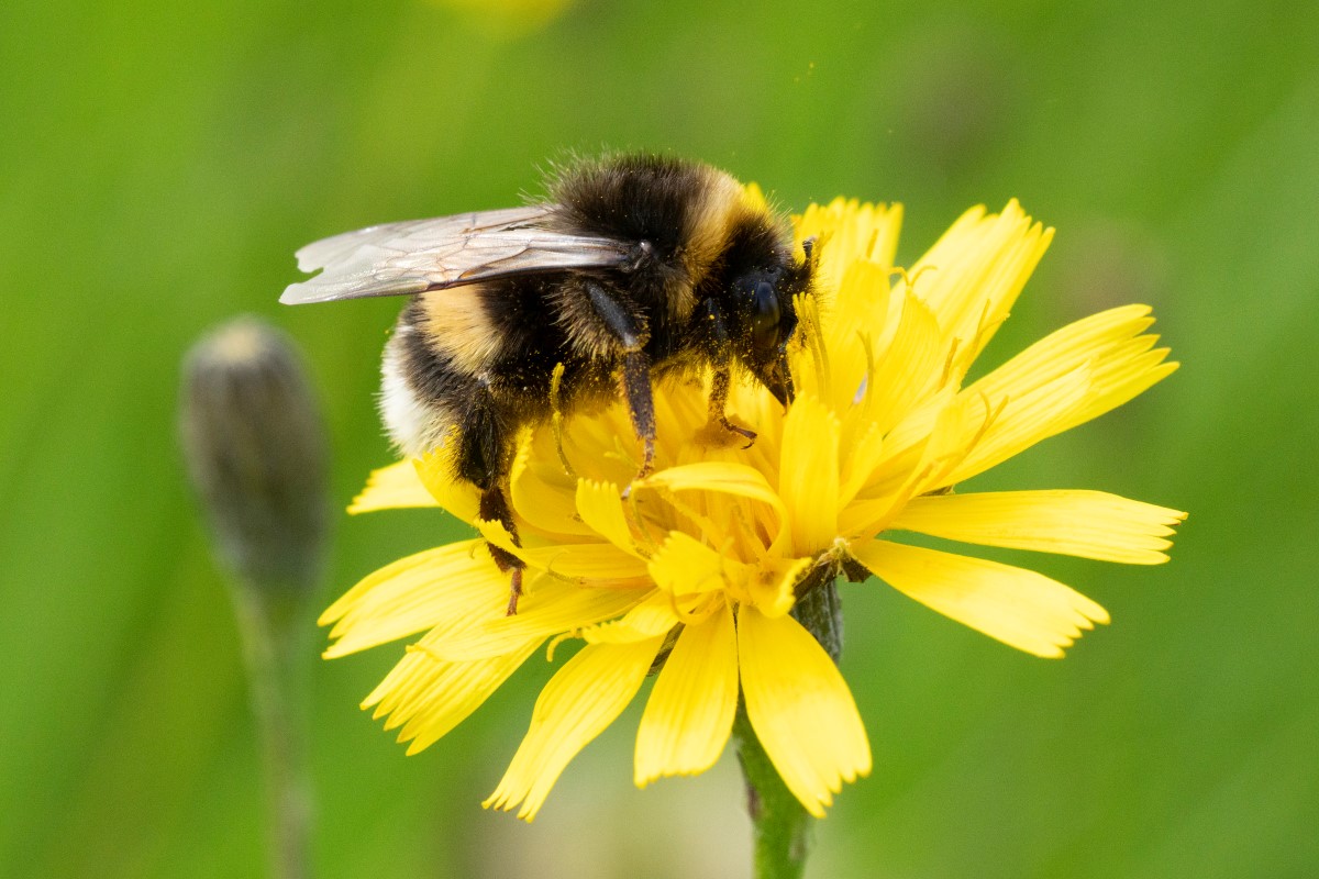 Bi på en gul blomst